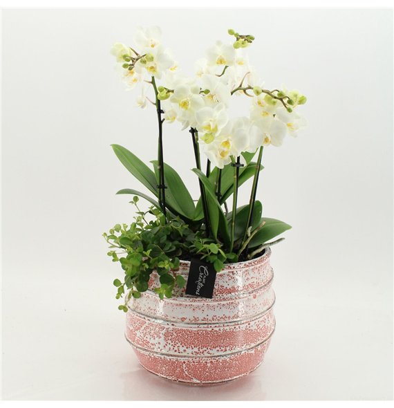 Orhideja Phalaenopsis LICR-2625W Limited Edition 3 pp 80cm 24cm Q3028