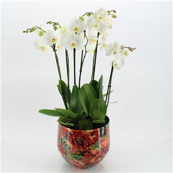 Orhideja Phalaenopsis LICR-2620W Limited Edition 3 pp 90cm 28cm Q3029