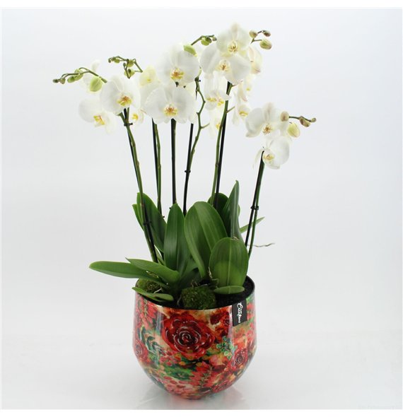 Orhideja Phalaenopsis LICR-2620W Limited Edition 3 pp 90cm 28cm Q3029