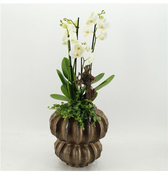 Orhideja Phalaenopsis LICR-2623W Limited Edition 2 pp 100cm 33cm Q3032