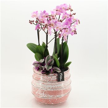 Orhideja Phalaenopsis LICR-2624RZ Limited Edition 3 pp 80cm 24cm Q3033