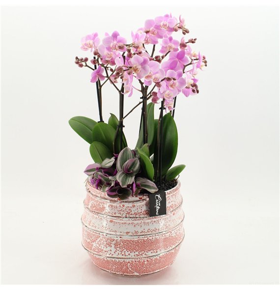 Orhideja Phalaenopsis LICR-2624RZ Limited Edition 3 pp 80cm 24cm Q3033