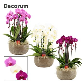 Orhideja Phalaenopsis mix Bianca cascade 6 stems symphony (Deco-collection) 40 fl  plnt 55cm 27cm Q3113