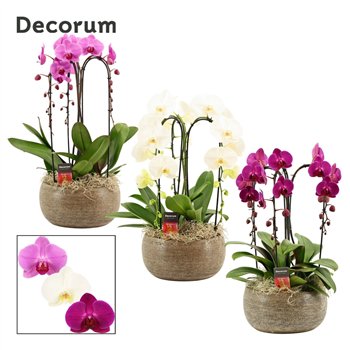 Orhideja Phalaenopsis mix Bianca cascade 3 stems symphony (Deco-collection) 18 fl  plnt 55cm 27cm Q3114