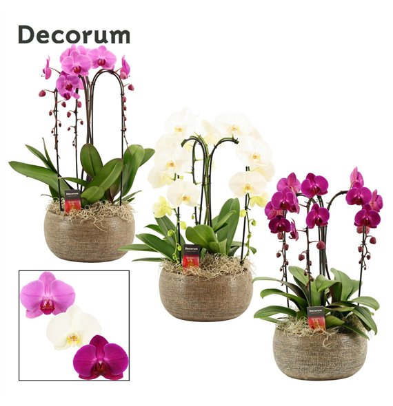 Orhideja Phalaenopsis mix Bianca cascade 3 stems symphony (Deco-collection) 18 fl  plnt 55cm 27cm Q3114
