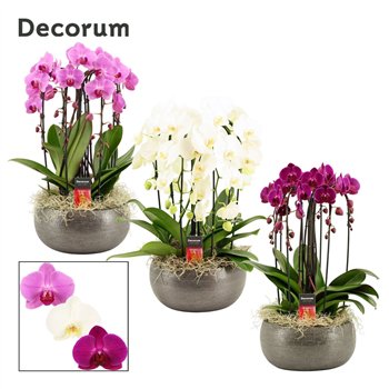 Orhideja Phalaenopsis mix Nero cascade 6 stems symphony (Deco-collection) 40 fl  plnt 55cm 27cm Q3140