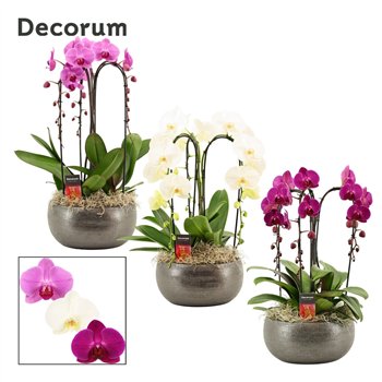 Orhideja Phalaenopsis mix Nero cascade 3 stems symphony (Deco-collection) 18 fl  plnt 55cm 27cm Q3141