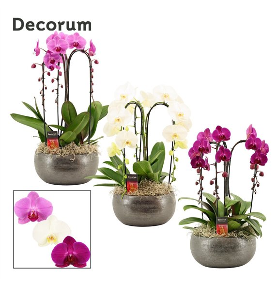 Orhideja Phalaenopsis mix Nero cascade 3 stems symphony (Deco-collection) 18 fl  plnt 55cm 27cm Q3141