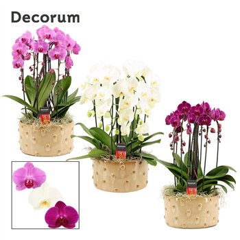 Orhideja Phalaenopsis mix Belle cascade 6 stems symphony (Deco-collection) 40 fl  plnt 55cm 27cm Q3159