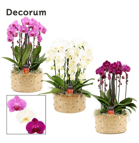 Orhideja Phalaenopsis mix Belle cascade 6 stems symphony (Deco-collection) 40 fl  plnt 55cm 27cm Q3159
