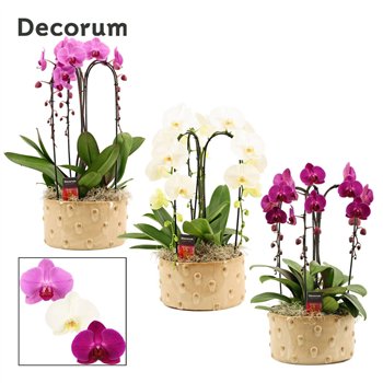 Orhideja Phalaenopsis mix Belle cascade 3 stems symphony (Deco-collection) 18 fl  plnt 55cm 27cm Q3160