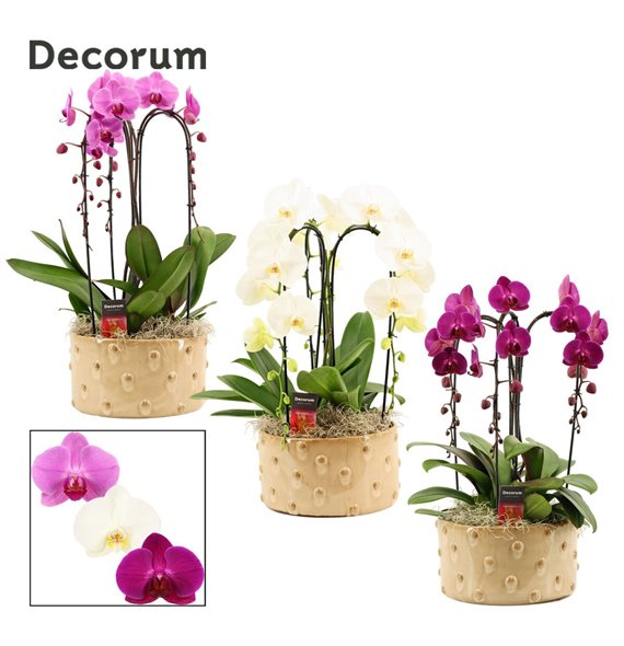 Orhideja Phalaenopsis mix Belle cascade 3 stems symphony (Deco-collection) 18 fl  plnt 55cm 27cm Q3160