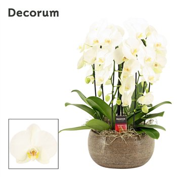 Orhideja Phalaenopsis wit Bianca cascade 6 stems symphony white (Deco-collection) 40 fl  plnt 55cm 27cm Q3163