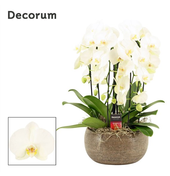Orhideja Phalaenopsis wit Bianca cascade 6 stems symphony white (Deco-collection) 40 fl  plnt 55cm 27cm Q3163