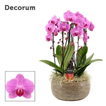 Orhideja Phalaenopsis roze Bianca cascade 6 stems symphony pink (Deco-collection) 40 fl  plnt 55cm 27cm Q3164