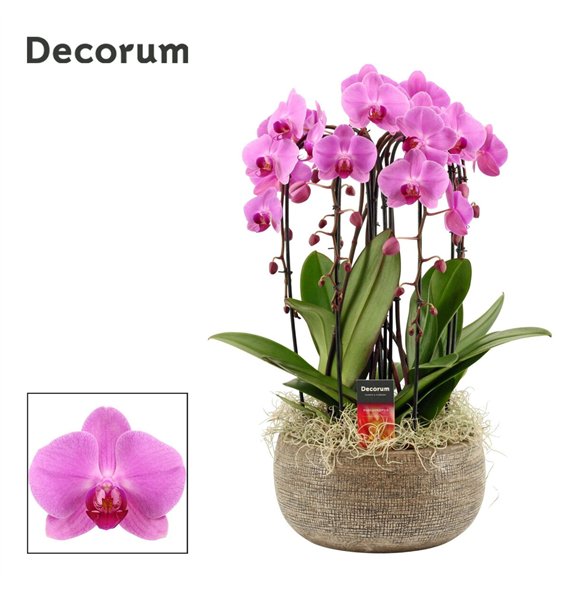 Orhideja Phalaenopsis roze Bianca cascade 6 stems symphony pink (Deco-collection) 40 fl  plnt 55cm 27cm Q3164