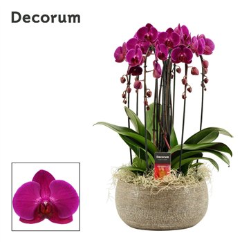 Orhideja Phalaenopsis paars Bianca cascade 6 stems symphony purple (Deco-collection) 40 fl  plnt 55cm 27cm Q3165