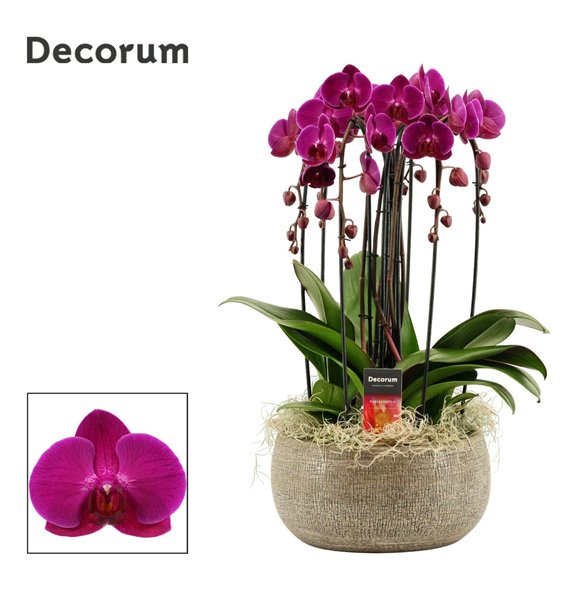 Orhideja Phalaenopsis paars Bianca cascade 6 stems symphony purple (Deco-collection) 40 fl  plnt 55cm 27cm Q3165