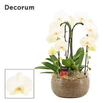 Orhideja Phalaenopsis wit Bianca cascade 3 stems symphony white (Deco-collection) 18 fl  plnt 55cm 27cm Q3166