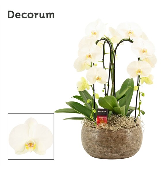 Orhideja Phalaenopsis wit Bianca cascade 3 stems symphony white (Deco-collection) 18 fl  plnt 55cm 27cm Q3166