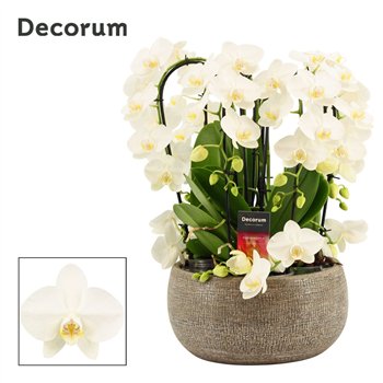 Orhideja Phalaenopsis wit Bianca twirl 9 stems symphony white (Deco-collection) 60 fl  plnt 55cm 27cm Q3167