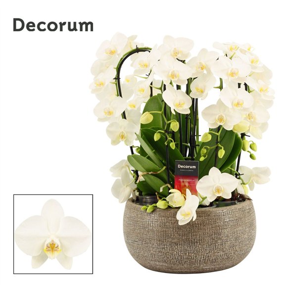 Orhideja Phalaenopsis wit Bianca twirl 9 stems symphony white (Deco-collection) 60 fl  plnt 55cm 27cm Q3167