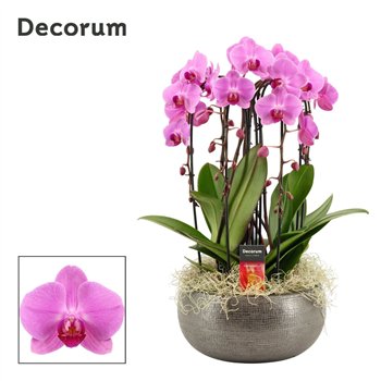 Orhideja Phalaenopsis roze Nero cascade 6 stems symphony pink (Deco-collection) 40 fl  plnt 55cm 27cm Q3176