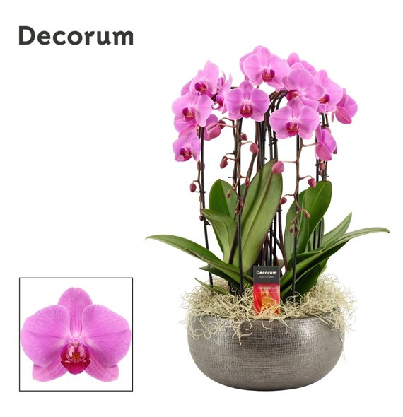 Orhideja Phalaenopsis roze Nero cascade 6 stems symphony pink (Deco-collection) 40 fl  plnt 55cm 27cm Q3176