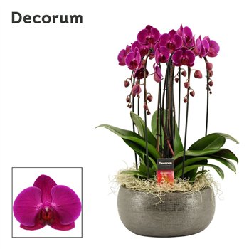 Orhideja Phalaenopsis paars Nero cascade 6 stems symphony purple (Deco-collection) 40 fl  plnt 55cm 27cm Q3177