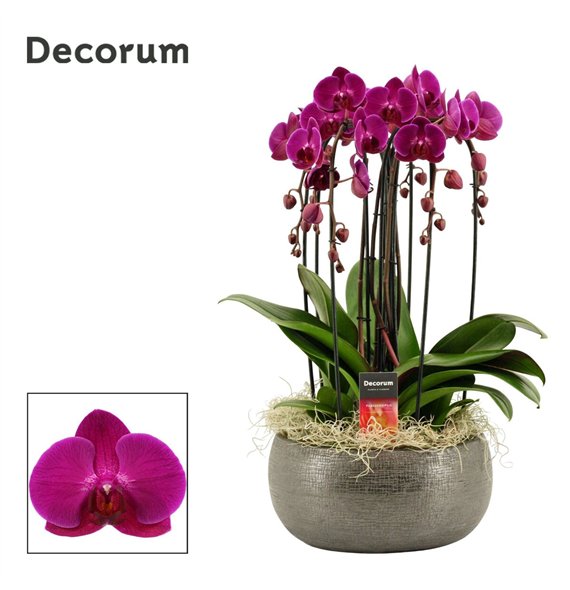Orhideja Phalaenopsis paars Nero cascade 6 stems symphony purple (Deco-collection) 40 fl  plnt 55cm 27cm Q3177