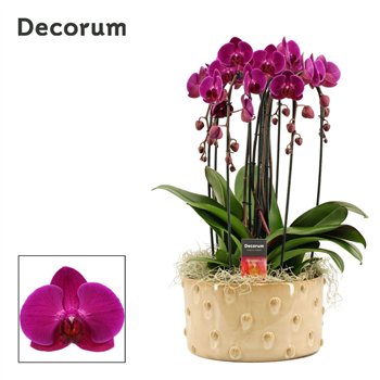 Orhideja Phalaenopsis paars Belle cascade 6 stems symphony purple (Deco-collection) 40 fl  plnt 55cm 27cm Q3178