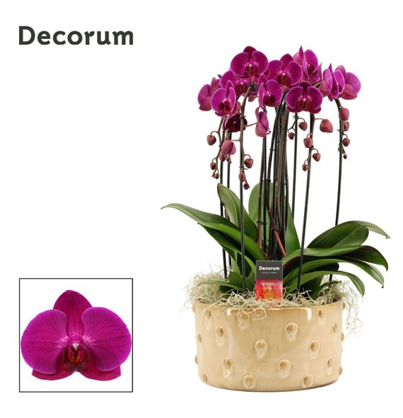 Orhideja Phalaenopsis paars Belle cascade 6 stems symphony purple (Deco-collection) 40 fl  plnt 55cm 27cm Q3178