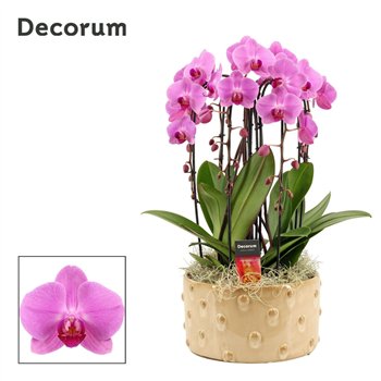 Orhideja Phalaenopsis roze Belle cascade 6 stems symphony pink (Deco-collection) 40 fl  plnt 55cm 27cm Q3179