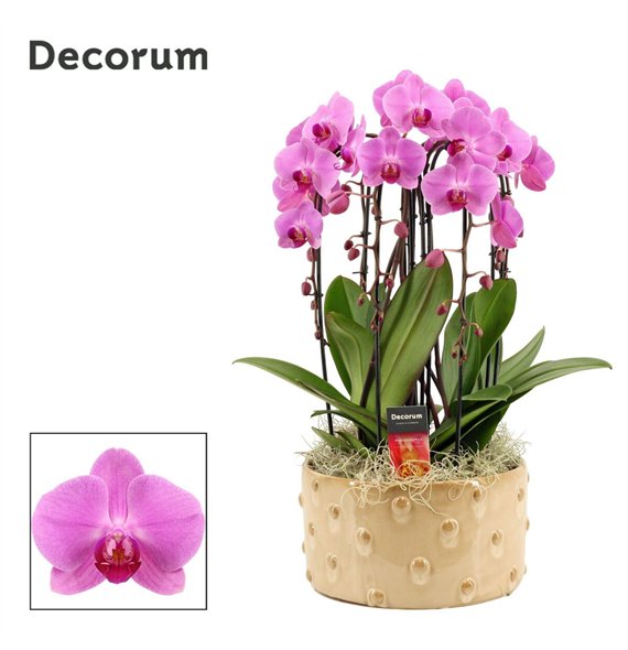 Orhideja Phalaenopsis roze Belle cascade 6 stems symphony pink (Deco-collection) 40 fl  plnt 55cm 27cm Q3179