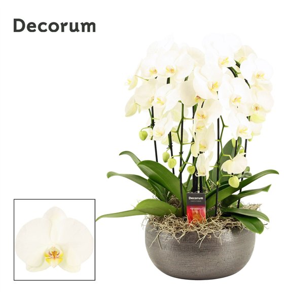 Orhideja Phalaenopsis wit Nero cascade 6 stems symphony white (Deco-collection) 40 fl  plnt 55cm 27cm Q3182