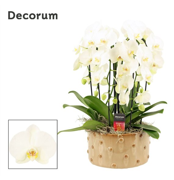 Orhideja Phalaenopsis wit Belle cascade 6 stems symphony white (Deco-collection) 40 fl  plnt 55cm 27cm Q3183