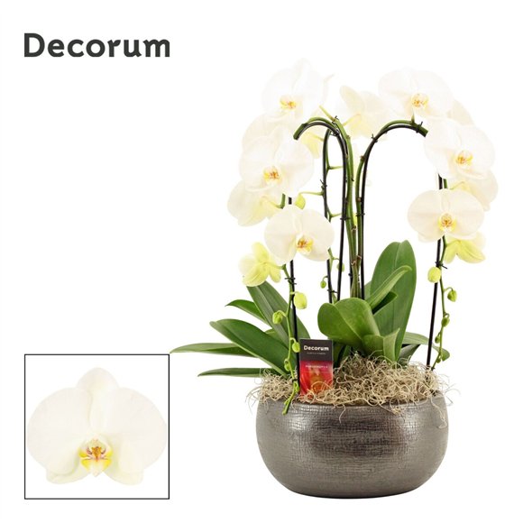 Orhideja Phalaenopsis wit Nero cascade 3 stems symphony white (Deco-collection) 18 fl  plnt 55cm 27cm Q3190