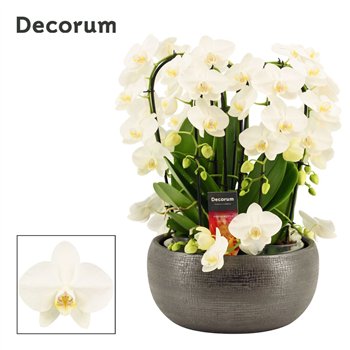 Orhideja Phalaenopsis wit Nero twirl 9 stems symphony white (Deco-collection) 60 fl  plnt 55cm 27cm Q3191