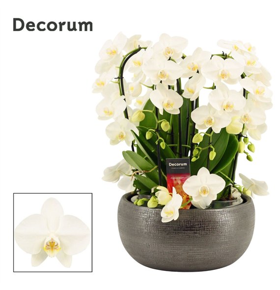 Orhideja Phalaenopsis wit Nero twirl 9 stems symphony white (Deco-collection) 60 fl  plnt 55cm 27cm Q3191