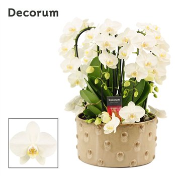 Orhideja Phalaenopsis wit Belle twirl 9 stems symphony white (Deco-collection) 60 fl  plnt 55cm 27cm Q3200