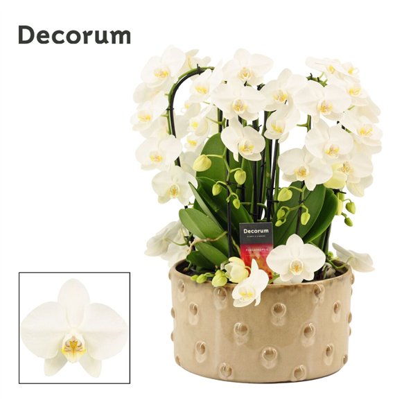 Orhideja Phalaenopsis wit Belle twirl 9 stems symphony white (Deco-collection) 60 fl  plnt 55cm 27cm Q3200