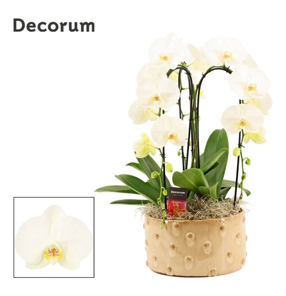 Orhideja Phalaenopsis wit Belle cascade 3 stems symphony white (Deco-collection) 18 fl  plnt 55cm 27cm Q3201