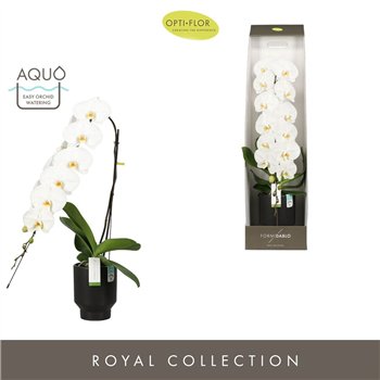 Orhideja Phalaenopsis wit Formidablo Yosemite Falls in Emilia DarkBrown Aquo showbox 15 fl  1 stems plnt 30 95cm 15cm Q3235
