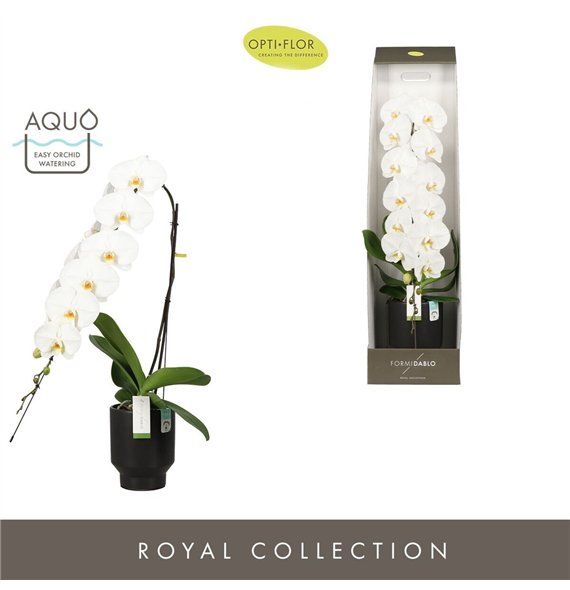 Orhideja Phalaenopsis wit Formidablo Yosemite Falls in Emilia DarkBrown Aquo showbox 15 fl  1 stems plnt 30 95cm 15cm Q3235