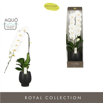Orhideja Phalaenopsis wit Formidablo Yosemite Falls in Abruzzo Black Aquo Showdoos15 fl  1 stems plnt 3000 g 95cm 15cm Q3236