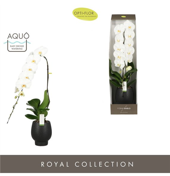 Orhideja Phalaenopsis wit Formidablo Yosemite Falls in Abruzzo Black Aquo Showdoos15 fl  1 stems plnt 3000 g 95cm 15cm Q3236