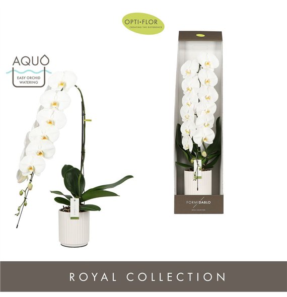 Orhideja Phalaenopsis wit Formidablo Yosemite Falls in Molise White Aquo Showdoos15 fl  1 stems plnt 3000 gr 95cm 15cm Q3237