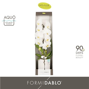 Orhideja Phalaenopsis wit Formidablo Niagara Falls in Molise White Aquo showbox 12 fl  1 stems plnt 2000 gr 70cm 12cm Q3323