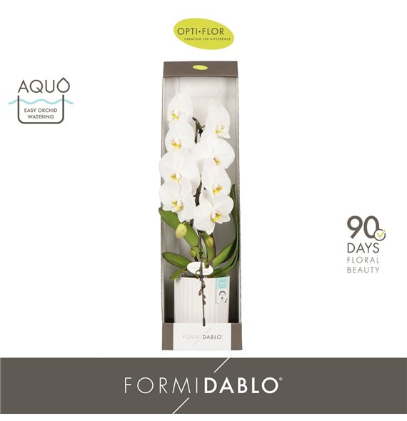 Orhideja Phalaenopsis wit Formidablo Niagara Falls in Molise White Aquo showbox 12 fl  1 stems plnt 2000 gr 70cm 12cm Q3323