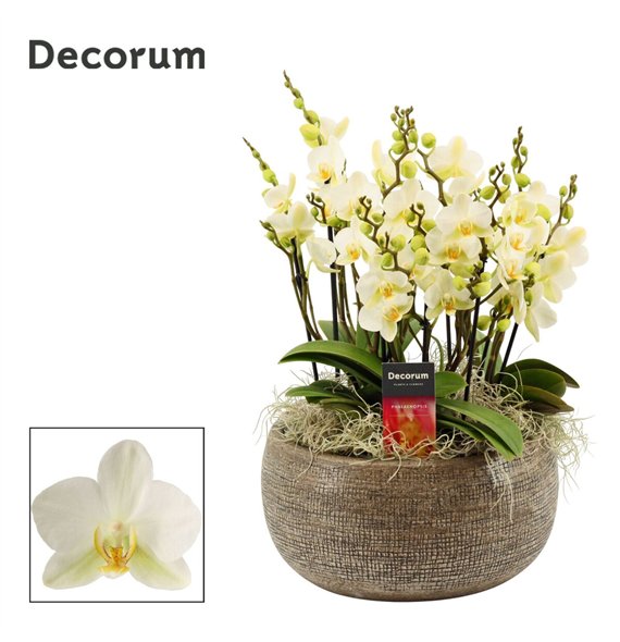 Orhideja Phalaenopsis multiflora anthura lausanne Bianca dazzling Lausanne 9+ stems symphony (Deco-collection) 90 fl  9 plnt 35c